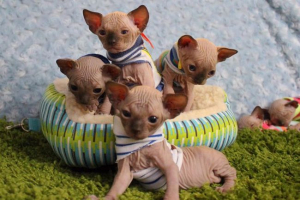 Minskin - kot-jamnik lub mały hobbit Minskin - kot-jamnik lub mały hobbit